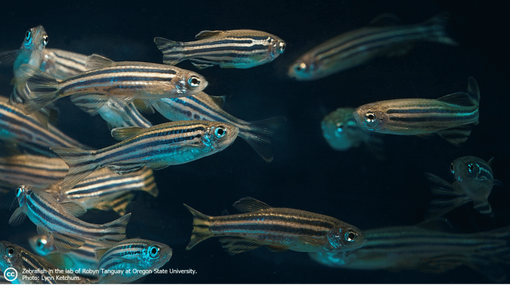 zebrafish in a tank. Creative Commons: Zebrafish in the lab of Robyn Tanguay at Oregon State University. Photo: Lynn Ketchum.:
