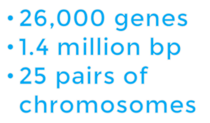zebrafish genomic general data