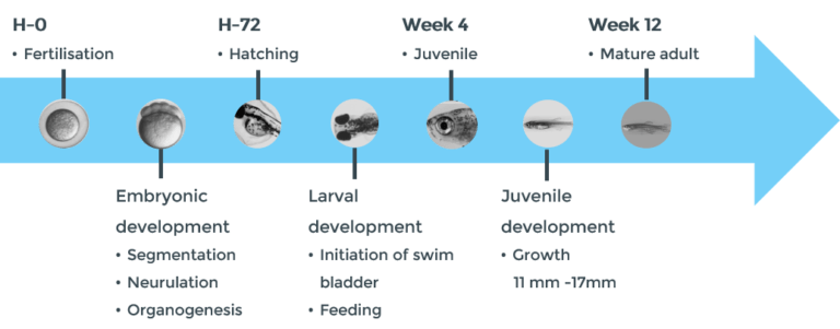 lifecycle of zebrafish