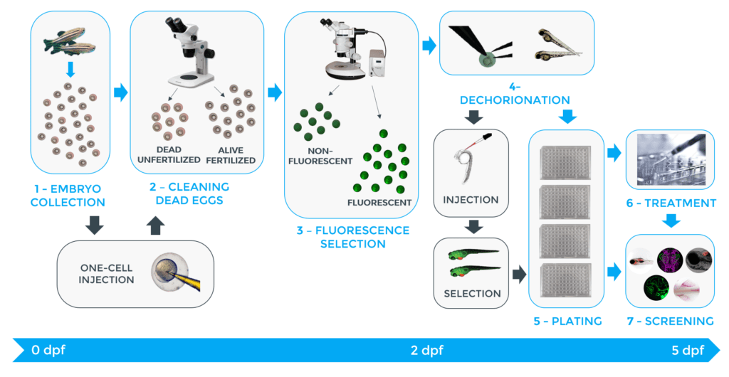 zebrafish embryo processing workflow