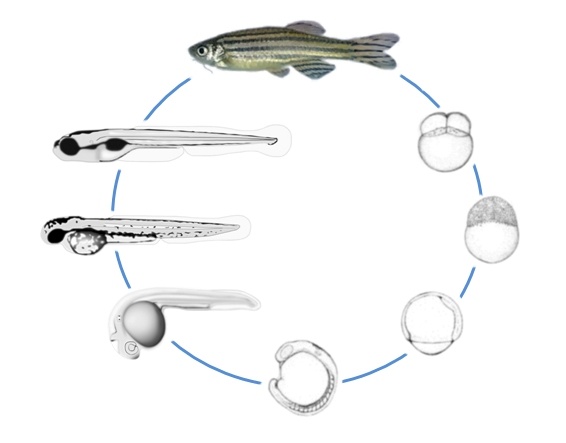 zebrafish embryo stages