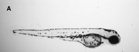 zebrafish embryo stages