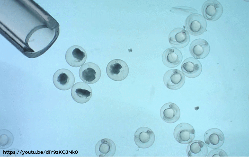 Sorting with a pipette fertilized vs. unfertilized eggs