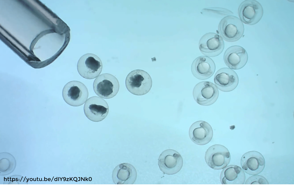 Zebrafish early embryo sorting