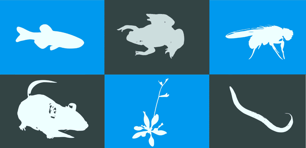 model organisms