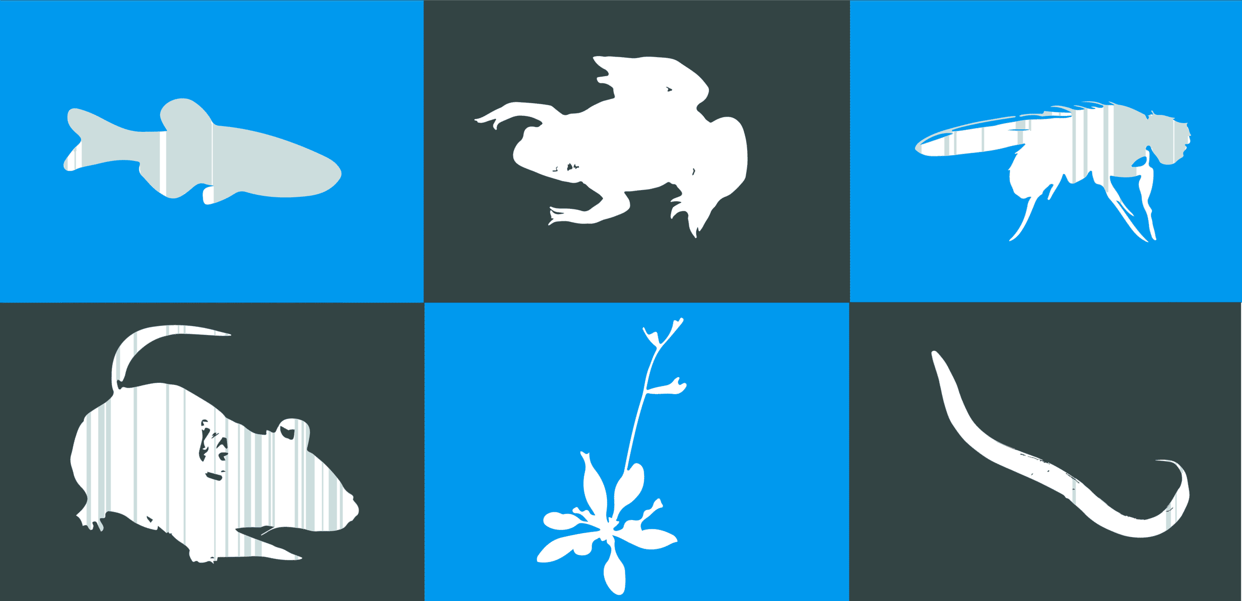 model organisms