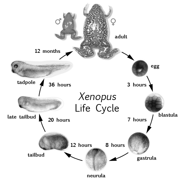 Xenopus Embryos