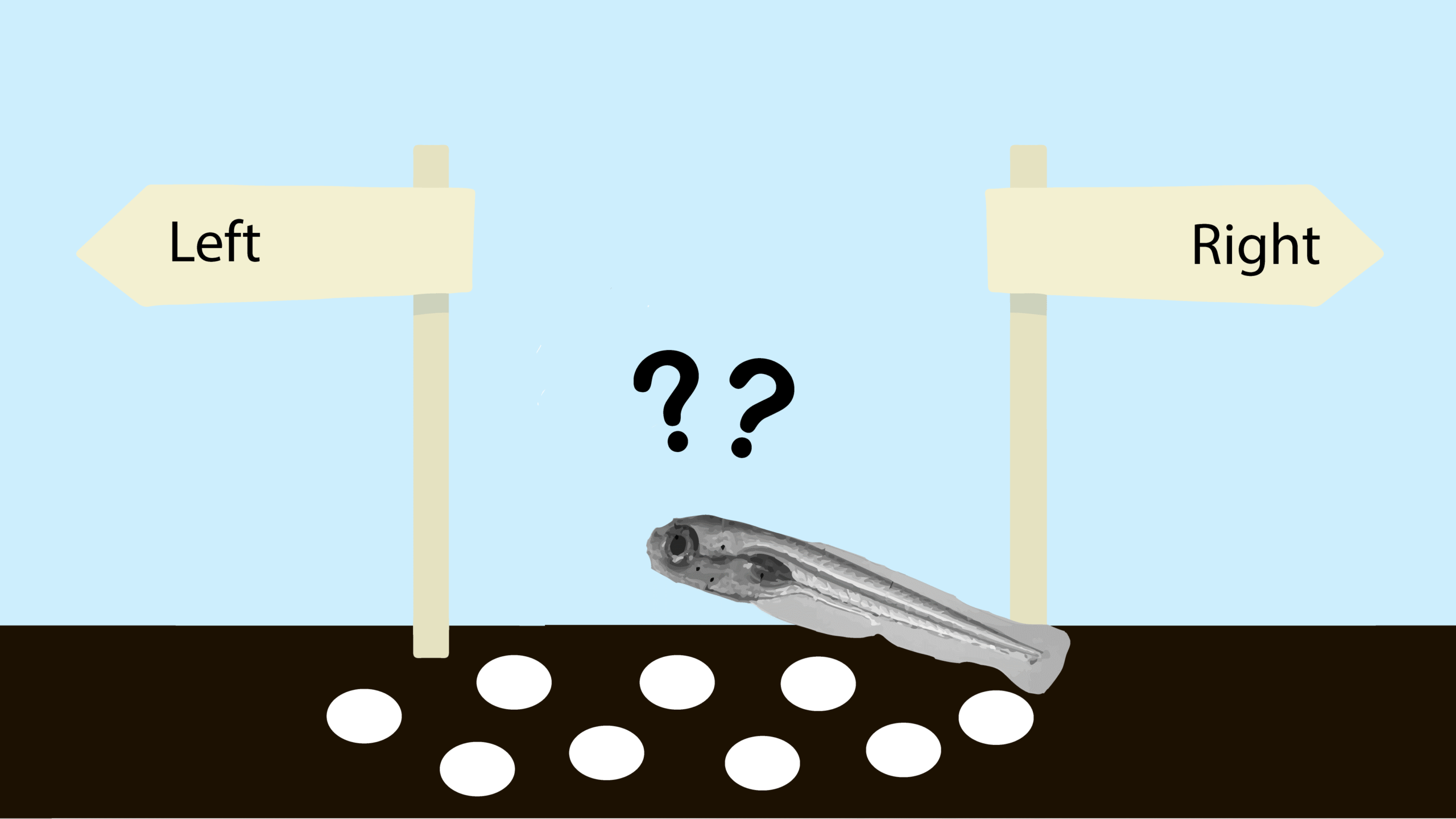 Zebrafish decision making draw