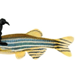 Caudal fin regeneration in zebrafish
