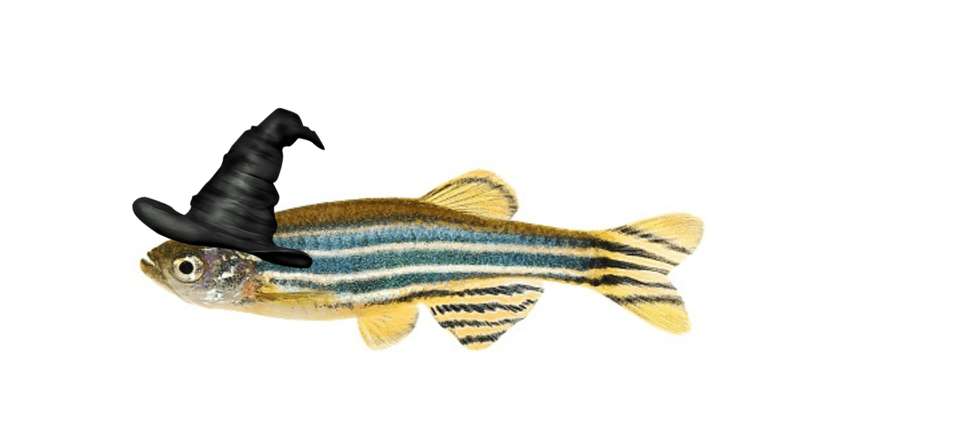 Caudal fin regeneration in zebrafish