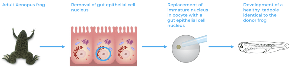 xenopus laevis life cycle