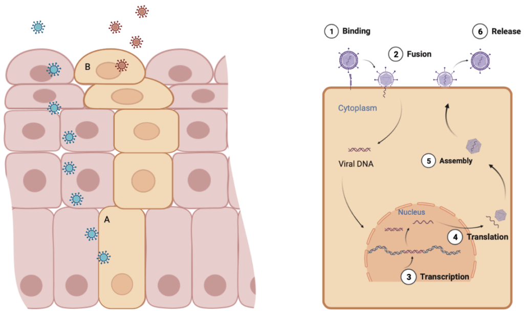 Definition of cervix - NCI Dictionary of Cancer Terms - NCI