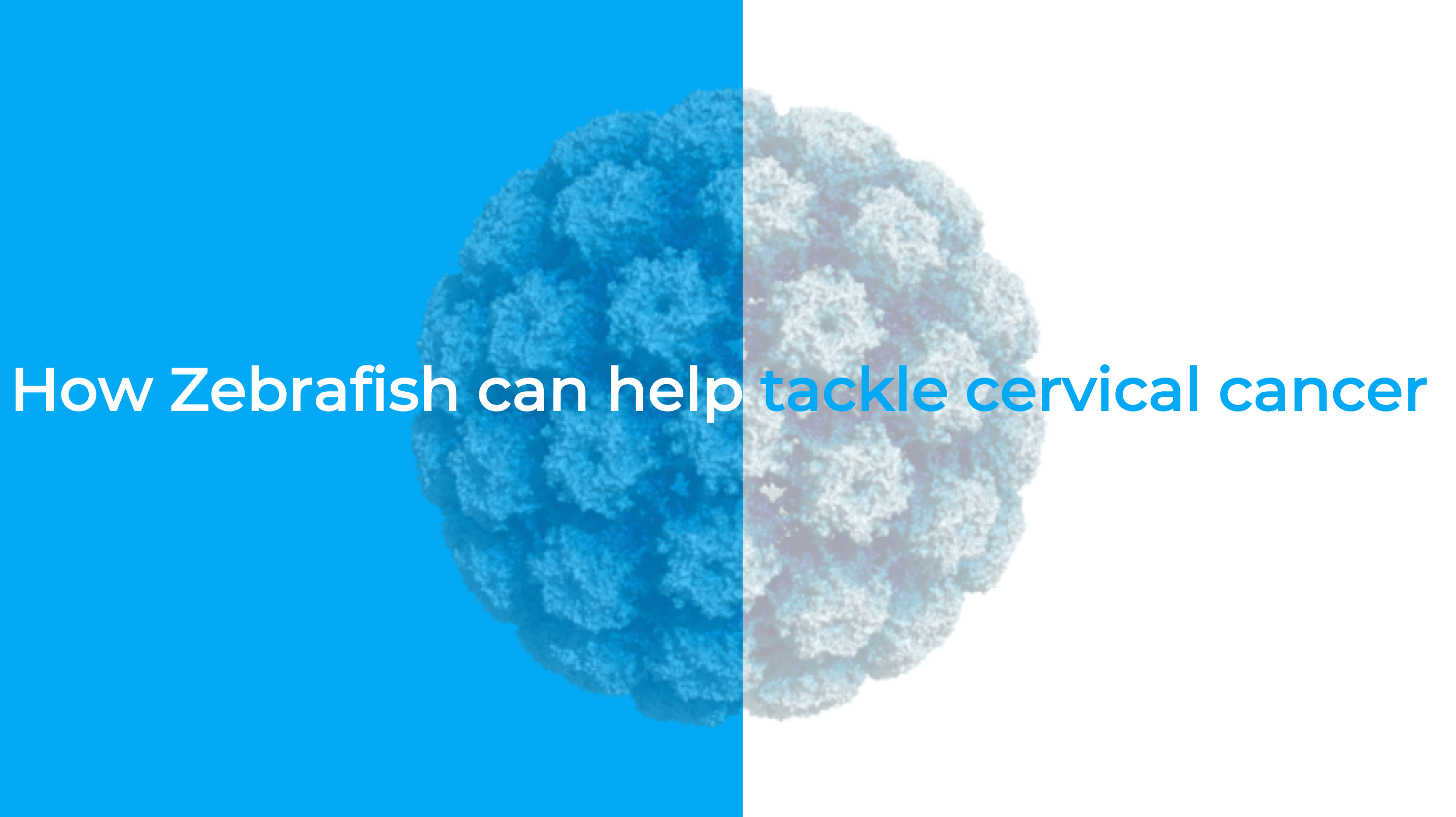 How zebrafish can help tackle cervical cancer
