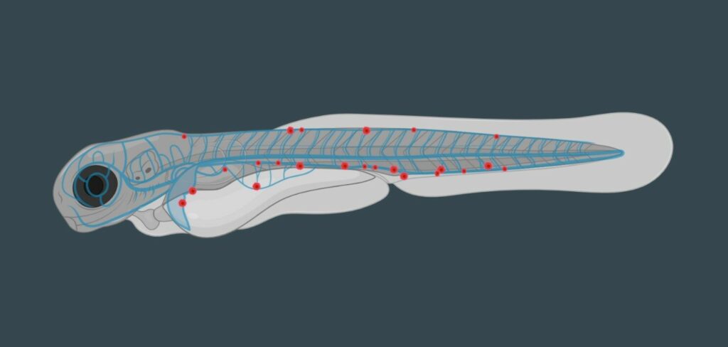 Zebrafish larvae with human tumoral cell for a personalized leukemia treatment