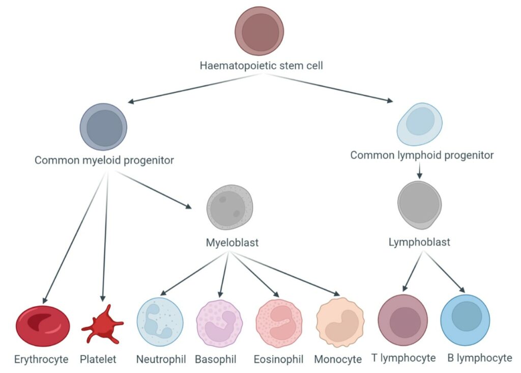 cells that may be affected by leukemia