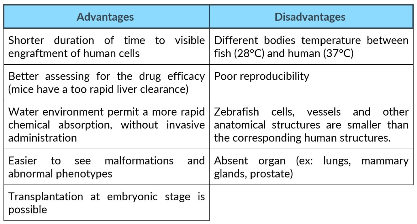 How Can Zebrafish Embryos Help To Find A Personalized Treatment For