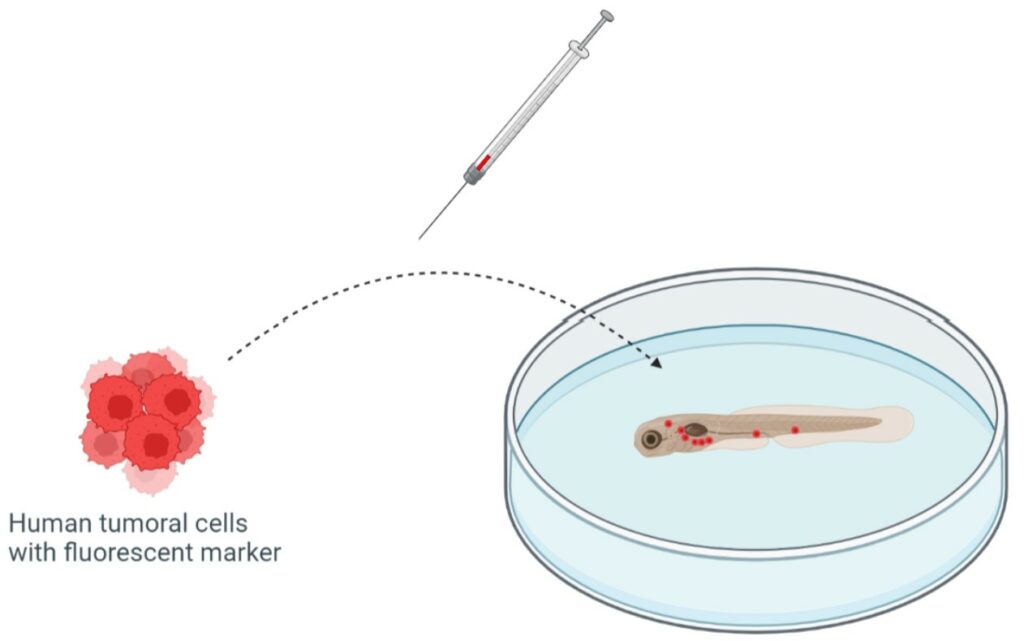 Xenograft of human tumoral cell in zebrafish larvae