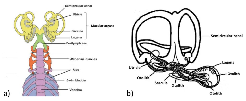 zebrafish inner ear