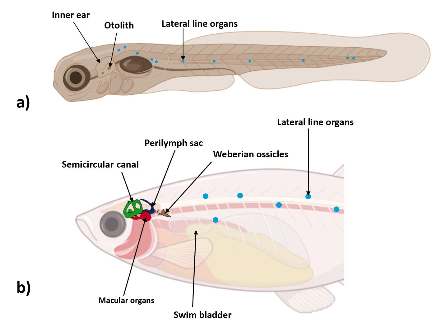 Do zebrafish like classical music ? - Bionomous
