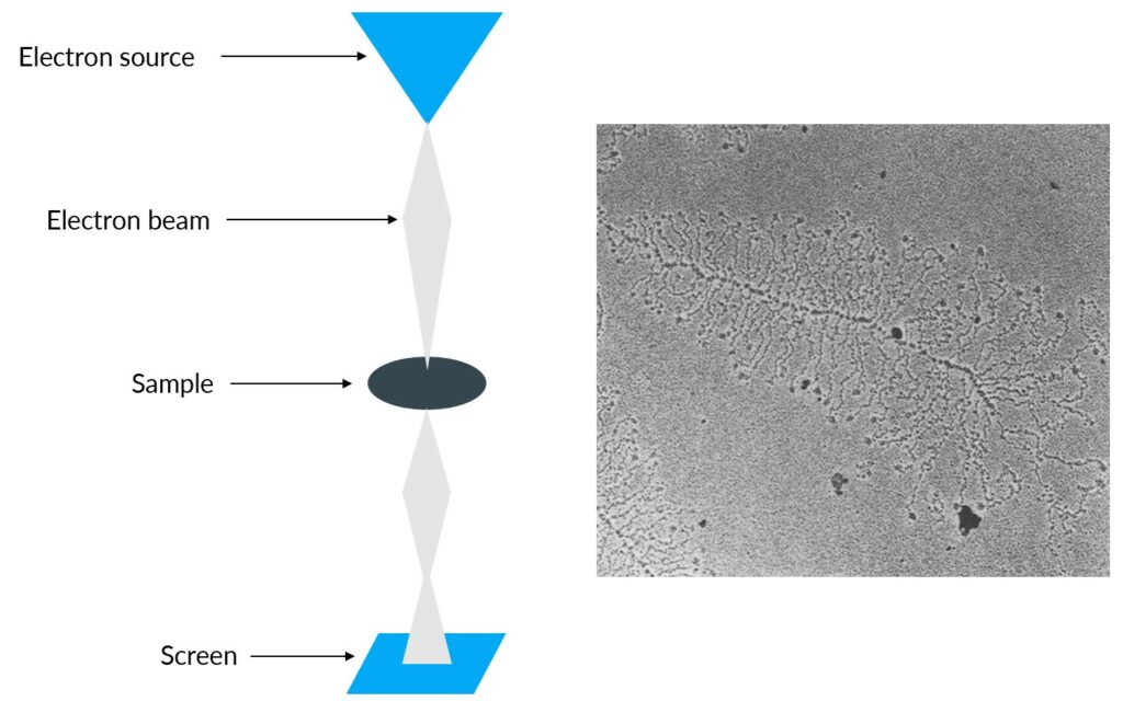 TEM composition and a Xenopus laevis sample visualisation