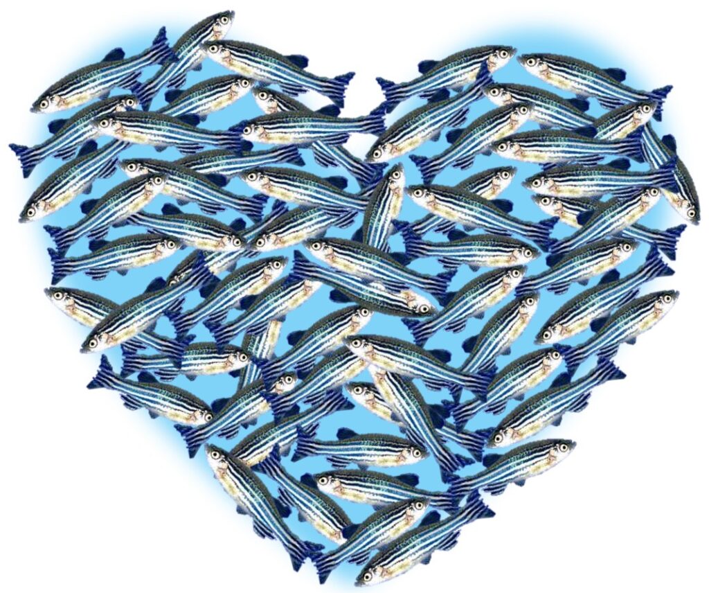 this image is used to illustrate our article. It represents a heart filled with zebrafish
