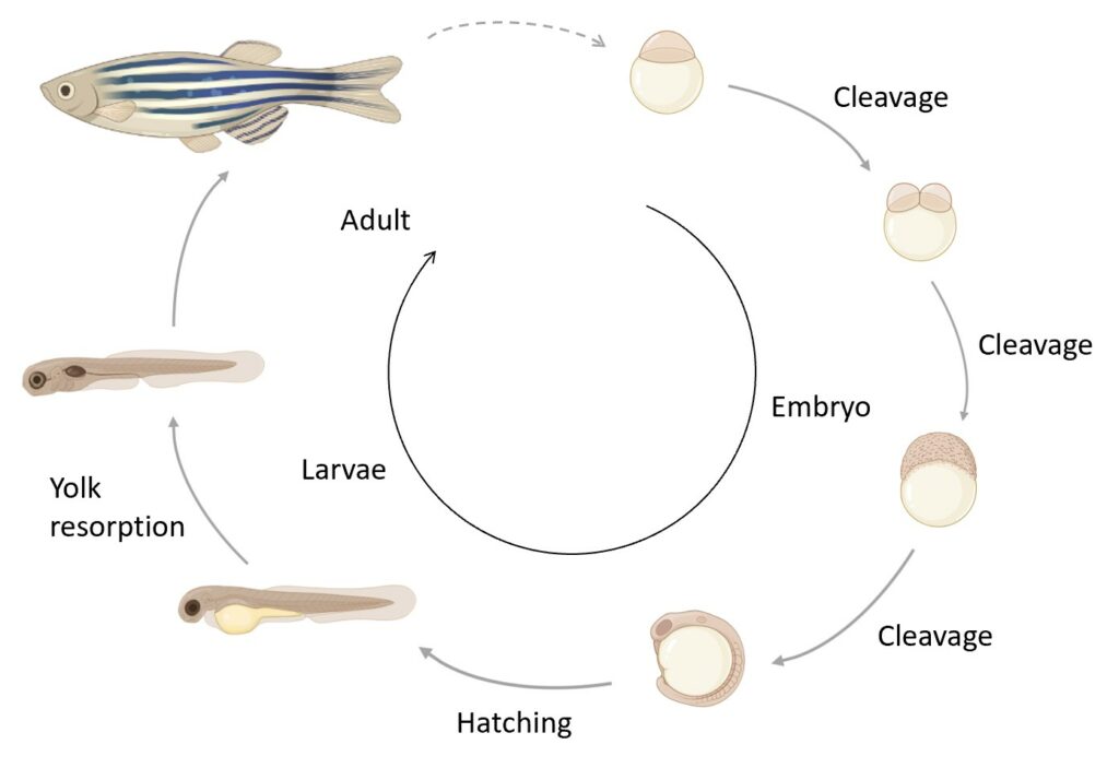 Zebrafish life cycle