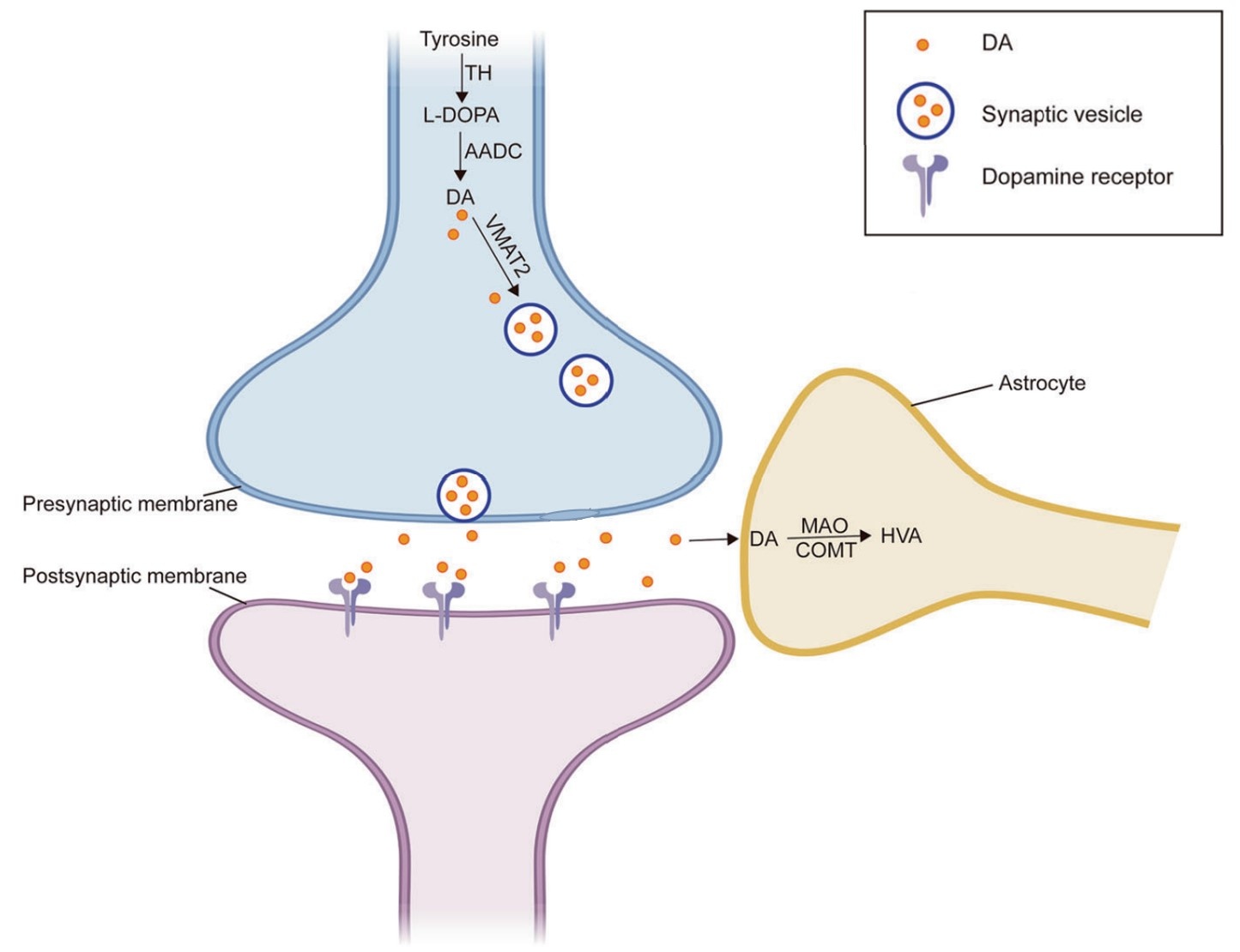 Zebrafish As A Model In Parkinson's Disease Bionomous
