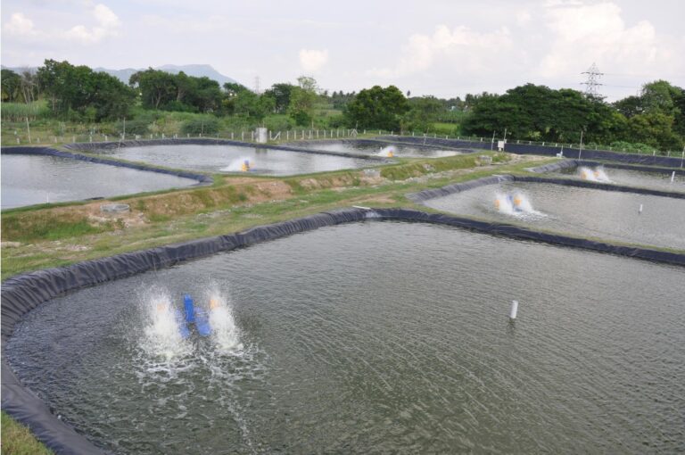 6 artificial ponds for aquaculture in Asia where the AquaSorter could be used