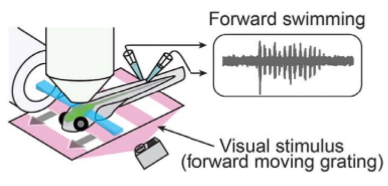 position of zebrafish in a way that they receive directely visual stimuli