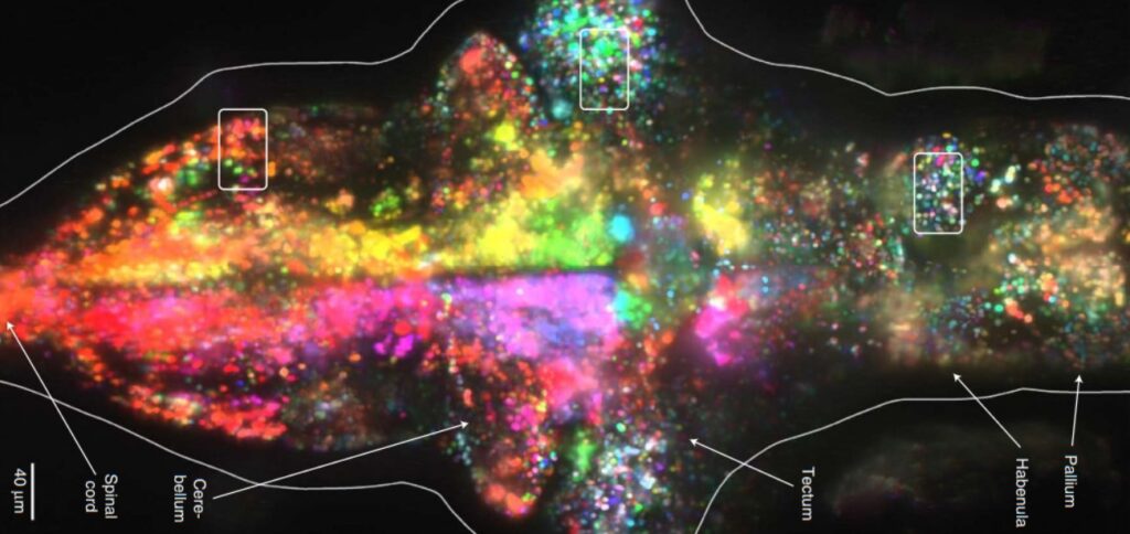 zebrafish brain visualized with indicators and virtual reality
