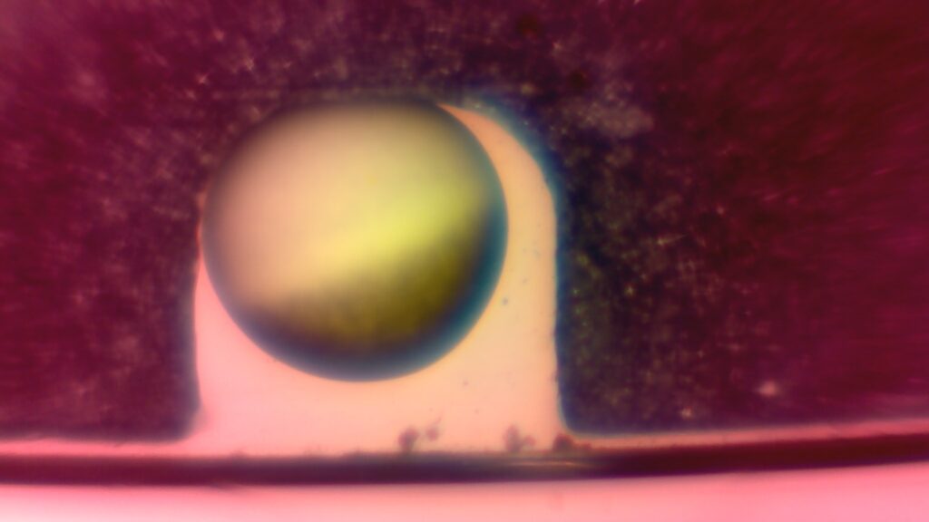 Picture of a xenopus oocyte taken by the EggSorter