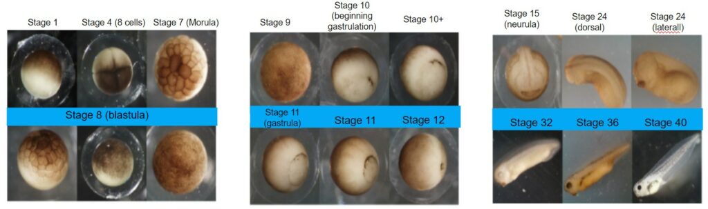 stages of the development of xenopus embryos