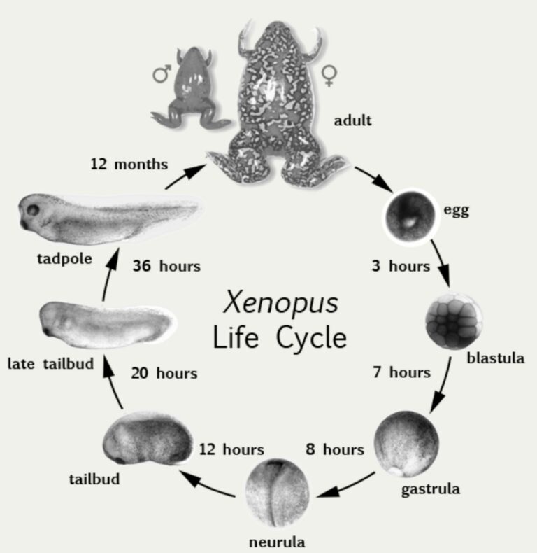 xenopus life cycle