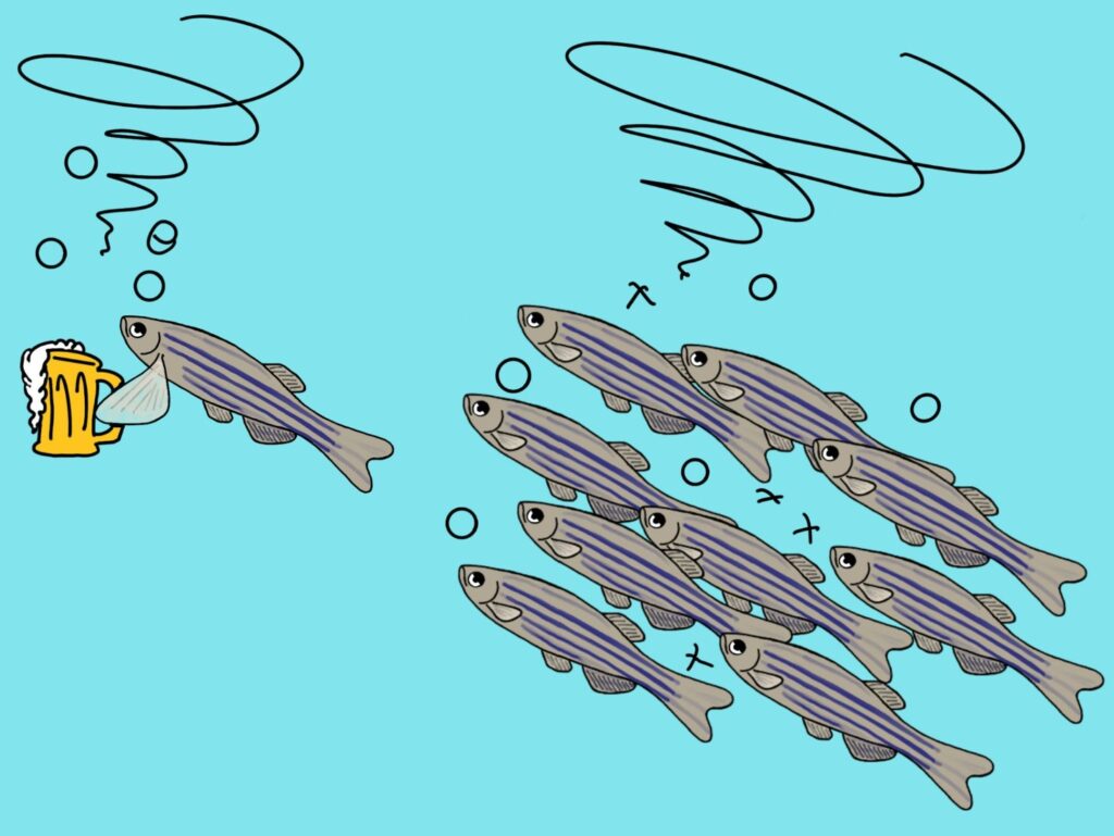 Illustration of on zebraafish being drunk with a glass of alcool and congeneer also drunk but without have been exposed to alcohol