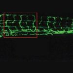 zebrafish vascular system reveals by fluorescence
