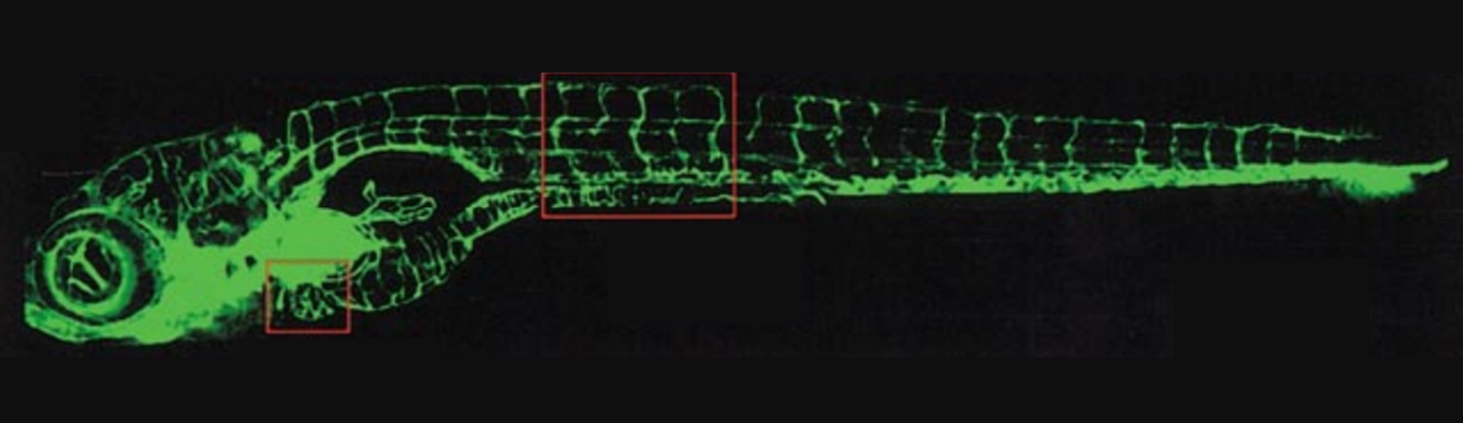 Fluorescent zebrafish and the detection of transgenic lines by the EggSorter