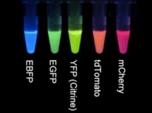 5 biomarkers colors