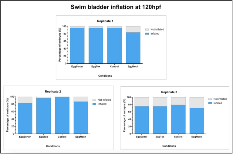 Figure 5: Comparison of swim bladder inflation in zebrafish embryos at 120 hpf. Significant changes were calculated between percentages of healthy embryos within replicates using Fisher’s exact test, * (p≤0.05), ** (p≤0.01), *** (p≤000.1), with a significance level of α=0.05. No significant changes are to be noted.