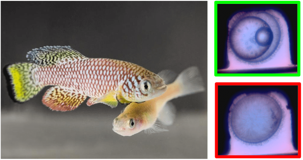 Fig. 1 Male and female killifish [4] and images of killifish embryos: fertilized healthy embryo (green frame) and unfertilized dead egg (red frame).