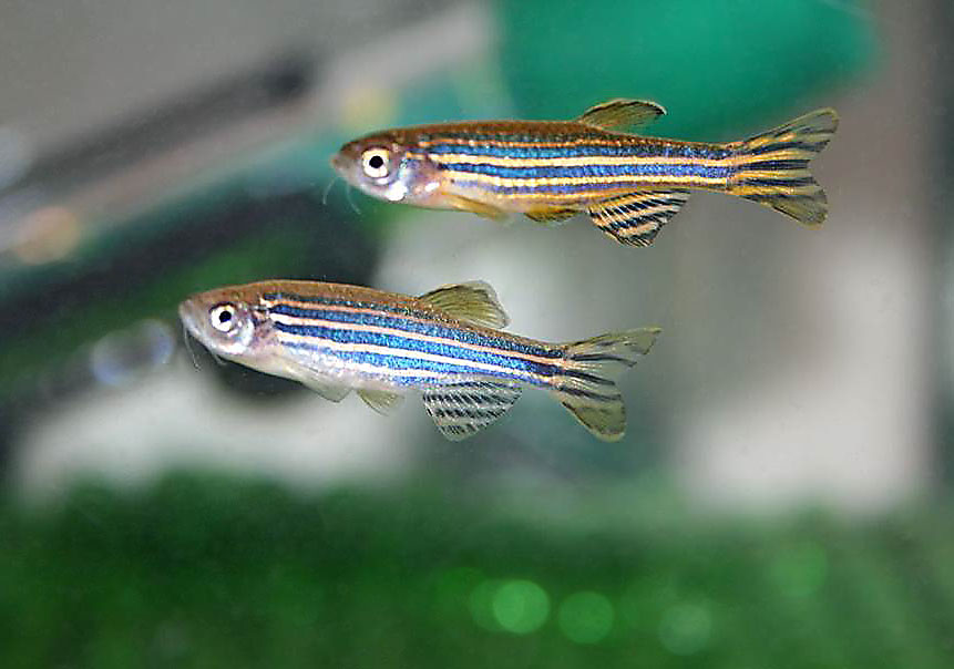 You are currently viewing Verena Zimermann, zebrafish and the Jazwinska Group