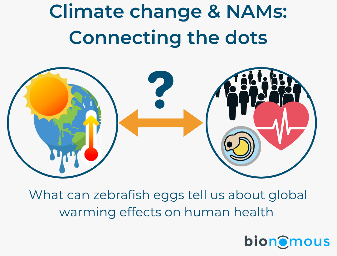 You are currently viewing How can zebrafish eggs help us understand climate change?