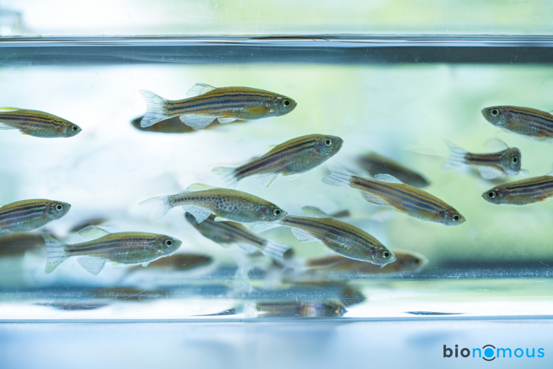 You are currently viewing Behind the Tanks: Zebrafish Research Meets Automation