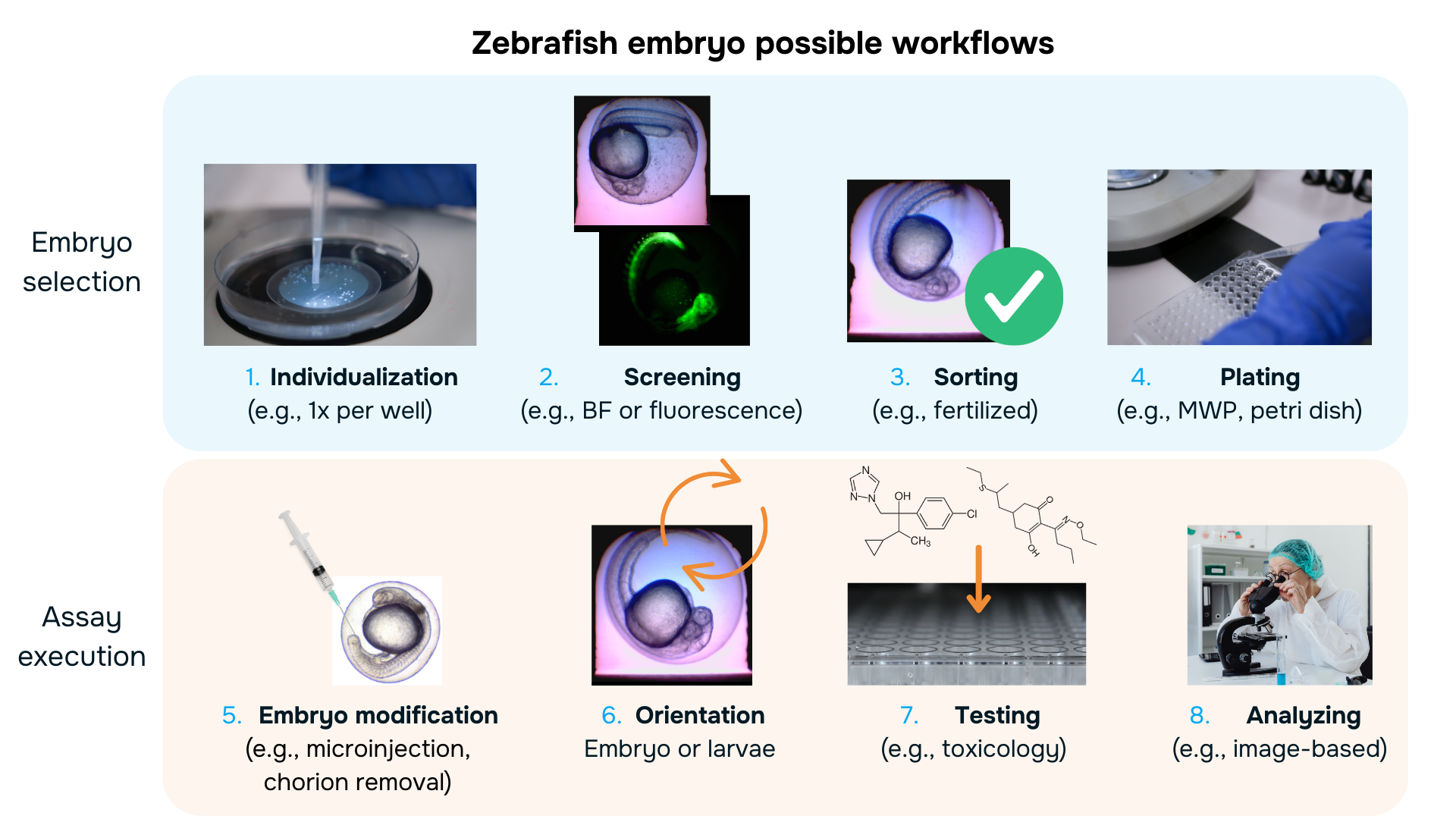 From Manual Handling to Automation: The Future of Zebrafish Embryo ...
