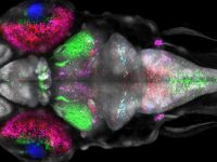 Transgenic zebrafish with markers and used in studies of Parkinson disease