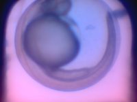 Brightfield embryo