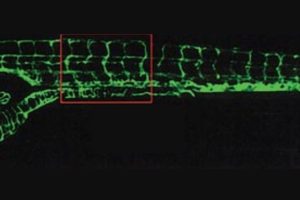 zebrafish vascular system reveals by fluorescence