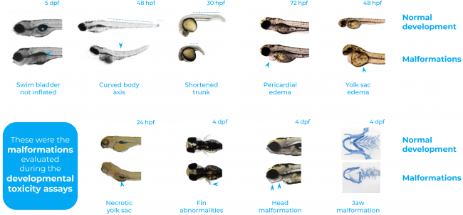 Malformations embryos