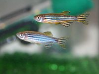 Zebrafish2