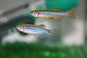 Zebrafish2