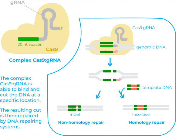 cas9grna